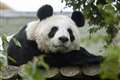 Final chance to see pandas at Edinburgh Zoo ahead of their return to China