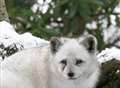 Arctic foxes in snow