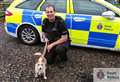 Stolen Jack Russell reunited with owners