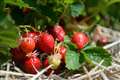 Record-breaking spring sunshine boosts British strawberry crop