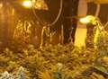 Man charged with cultivating cannabis
