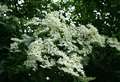 Elderflower Power