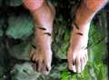 Fish pedicure fears quashed