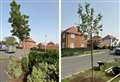 Anger after ‘perfectly good’ trees dug up