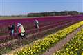 Tulips burst into colour in fields in East Anglia