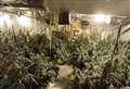 Arrest after huge cannabis farm uncovered