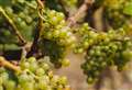 Vineyard celebrates another bumper harvest