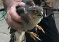 Hawk rescued after getting stuck in castle