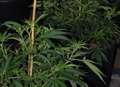 Hundreds of cannabis plants found at house