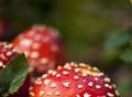 Get up close to the autumn funghi 