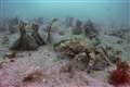 Thousands of seed bags planted in England’s largest seagrass planting effort