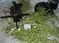 Tip-off leads police to cannabis farm