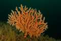 Vulnerable pink coral will push up UK coastline as climate warms – research