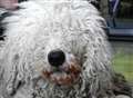 Rare Komondor dog gives birth