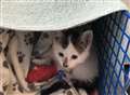 Animal charities fear post-lockdown 'cat crisis' 