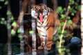 No virus spread threat from cats, experts say after tiger catches coronavirus