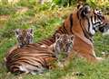 Two rare tiger cubs born