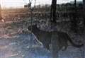 Camera captures 'big cat' stalking Kent