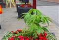 Jokers sneak cannabis plant into town centre display