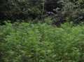 £100k cannabis farm found