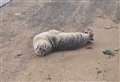 Seal pup spotted bathing on beach