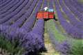 In Video: A cut above as lavender harvest gets under way in West Sussex