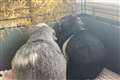 Blind guinea pig and sister that guides her search for new home