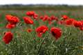 Nation to pay respects to war dead on Armistice Day