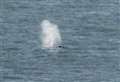 Delight as whale spotted in Channel