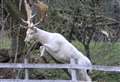 Second white stag found dead in woods