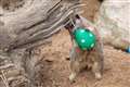 Monkeys and meerkats given Easter egg treats