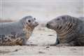 More than 2,000 grey seal pups born in Norfolk as police deter visitors