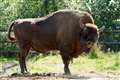 Cattle, pigs and ponies introduced to bison rewilding project