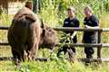 UK’s first ever bison rangers chosen from over 1,000 applications worldwide