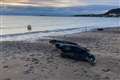 Seal pups released on Gower beach at sunrise after months of rehabilitation