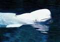 Beluga could be in Thames for days