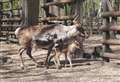 Lockdown babies welcomed at wildlife park