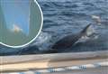 Crew's terror as killer whales attack boat and bite off rudder
