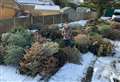 Residents' DIY Christmas tree clearance after collections delayed