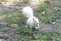 Rare squirrel spotted in cemetery