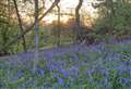 Ancient woodland saved