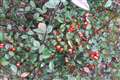 Cotoneaster is a pollution-catching ‘super plant’ on busy roads, experts say