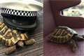 Tortoise given VIP tour of new police station