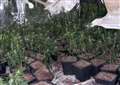 Burglary police stumble across cannabis farm