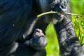 Zoo keepers speak of joy after birth of baby gorilla