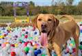 Have a barking good time at PawFest