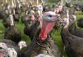 Worst ever UK bird flu outbreak could put Christmas turkeys at risk 