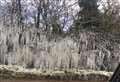 Magical icicle hedges caught on camera 