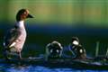 Ducklings provide welcome boost to goldeneye population