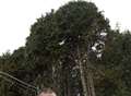 Man wins battle over neighbour's 'nightmare' trees